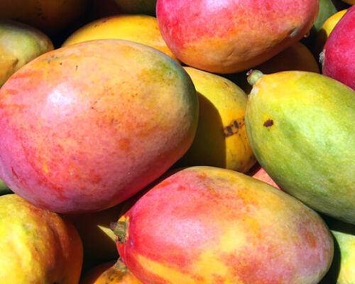 Mango